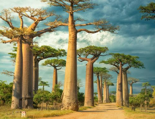 Praesent ut sem dignissim